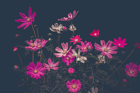 Low Key.Still Life Art Pictureの写真素材