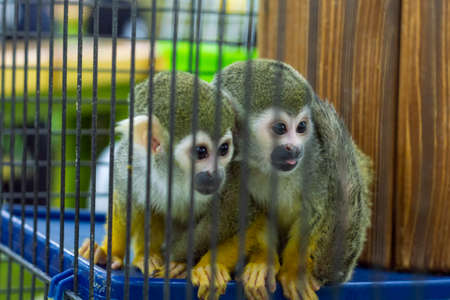 Dwarf animals. View from the front. They're looking out.