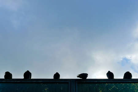 Pigeons on roof silhouettes. View from below. There are no clouds in background.の写真素材