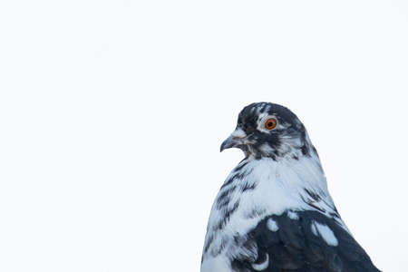 Spotted pigeon on isolate white background. View from below in summer in nature.