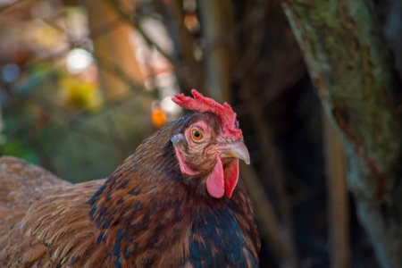 Brown hen on a lawn grass background is blurry. View from the side on a sunny summer day.の写真素材