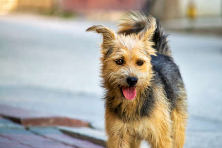 Homeless shaggy dog. View from the front. Sunny summer day. Beautiful nature.の写真素材