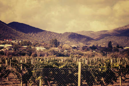The wines of Crimea and the mountains. Sunny summer day. Side view.の写真素材