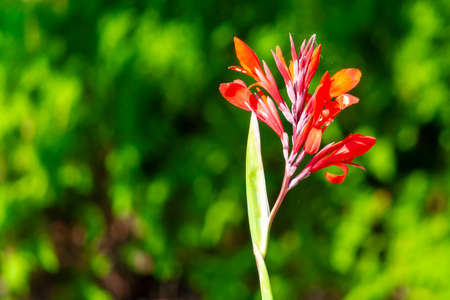 Red Canna flower growing. Sunny summer day. Front view.の写真素材