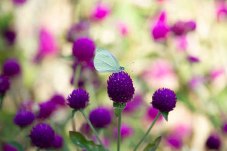 Blue purple unusual tropical flowers. Sunny summer day. Front view. There's a butterfly on the flower.の写真素材