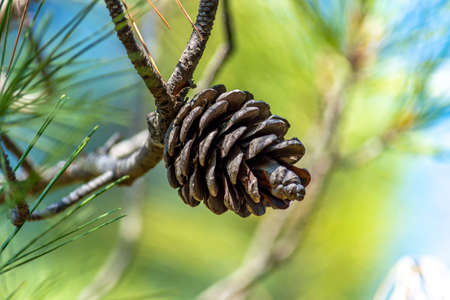 Bumps on a branch against green background. Crimean summer. Hot sunny day.