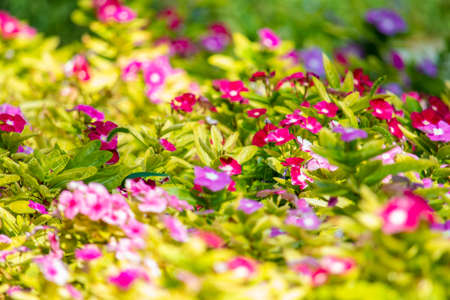 Wide fields of varied colorful flowers, including purple and pink.の写真素材