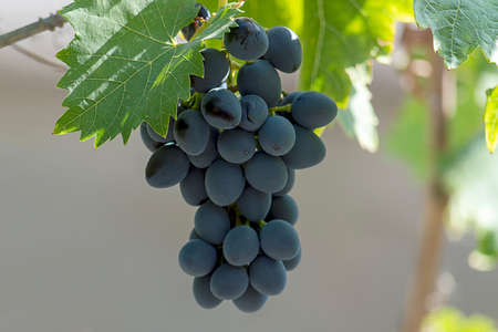Bunches of isabella grapes. Sunny autumn day. Front view. Close up.