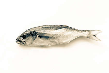 Dried blue fish (Pomatomus saltatrix), isolate on a white background. Top view.