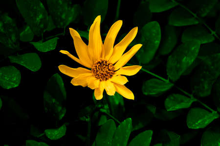 Yellow flower against tropical shadow green leaves.の写真素材
