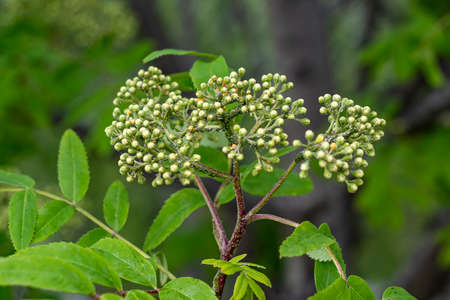 Unripe ash and insect. Outdoors, day light Front view.