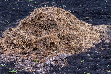 Lot of manure in garden in afternoon.の写真素材