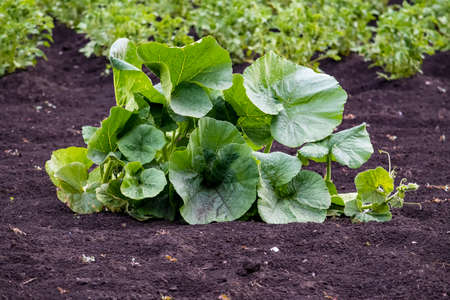 Pumpkin leaves in garden. Outdoors, day light front view.の写真素材
