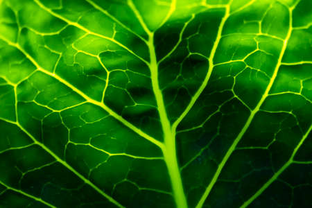 Macrophotography. Green cabbage leaf with veins. Outdoors, day light front view.の写真素材