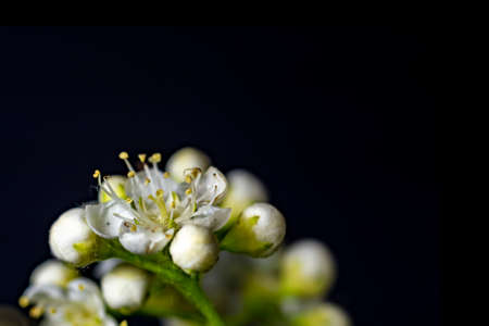 White flowers of mountain ash macro on black background. Day light outdoors, horizontal shotの写真素材