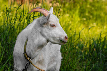 Goat on green summer meadow. Side view. Outdoors, day light Rural sceneの写真素材