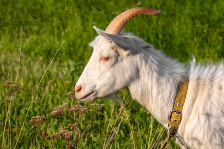 Goat on green summer meadow. Side view. Outdoors, day light Rural sceneの写真素材