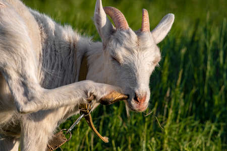 White goat scratches its nose with its paw.の写真素材
