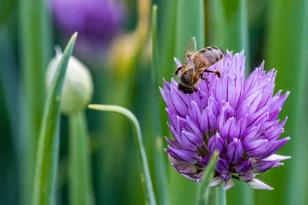 Bee collects nectar from onion flower. Nature.の写真素材