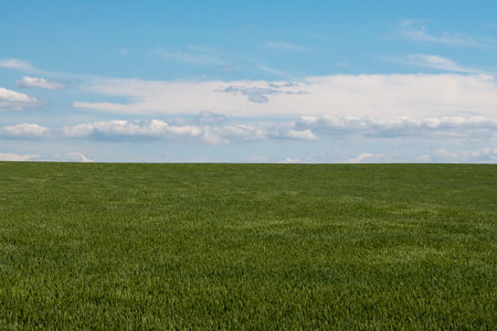 The horizon, the sky and the wheat field.の写真素材