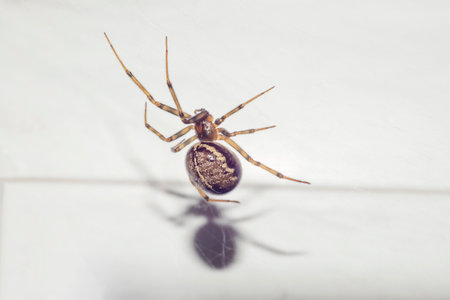 Spider with large fat body and shadow from it. Front view, indoor horizontal shot.