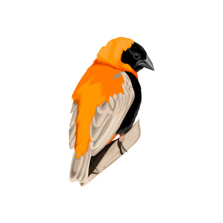 Southern Red Bishop bird vectorのイラスト素材
