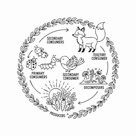 forest ecosystem food chain doodle illustration.のイラスト素材