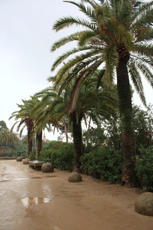 The green palms in the Spainの写真素材