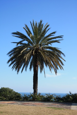 The green and high palm on the beachの写真素材