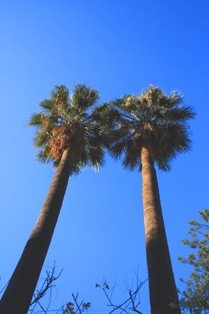 Green and very high palms on the beachの写真素材