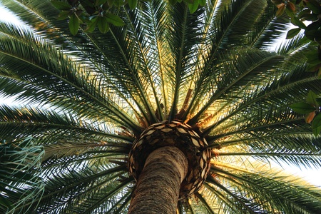 The green and beautiful palm on the beachの写真素材
