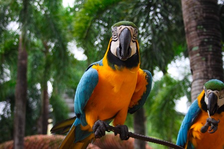 Colourful bird sitting on the branch