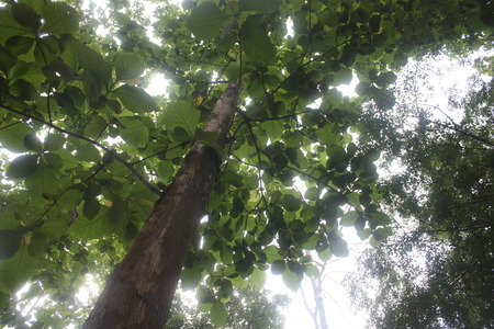 Tree Lightingの写真素材