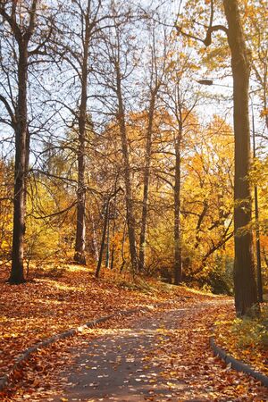 Yellow fallen leaves on the pathway in the evening autumn park. Beautiful autumn landscapeの写真素材