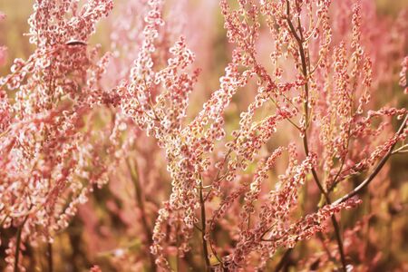 Rumex acetosa (Common sorrel, garden sorrel, spinach dock or narrow-leaved dock) in bloom. Floral backgroundの写真素材