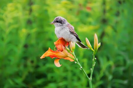 Sparrow sitting on the flower of Lilium.の写真素材