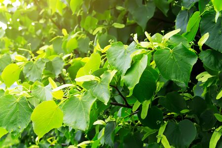 Branches of Tilia cordata (small-leaved lime, littleleaf linden or small-leaved linden). Summer backgroungの写真素材