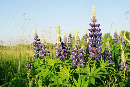 Lupinus (lupin or lupine) against a blue sky. Summer meadow in bloomの写真素材