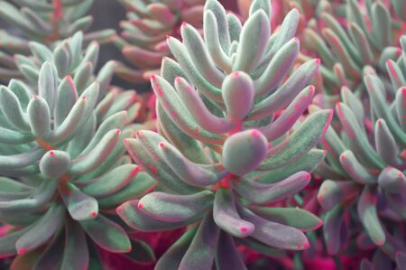 Echeveria leucotricha (Chenille Plant). Nature abstract background. Close-upの写真素材