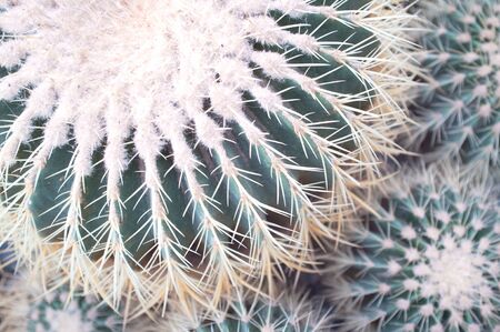Echinocactus grusonii golden barrel cactus,  golden ball or mother-in-law`s cushion close-up. Nature background.の写真素材