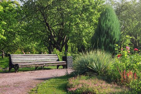 Old wooden bench in a summer garden. Beautiful park in bloomの写真素材