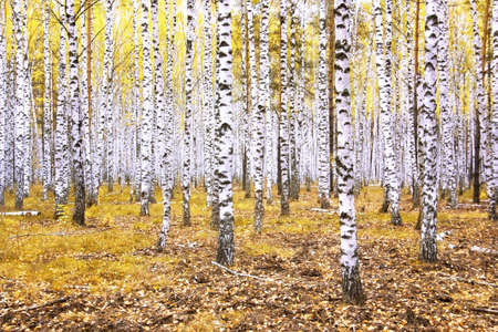 Forest autumn landscape with beautiful white birchesの写真素材