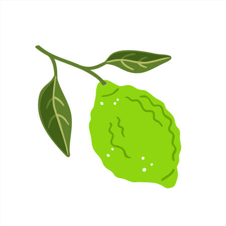 Lime with leaves on a white background. Vector illustrationのイラスト素材