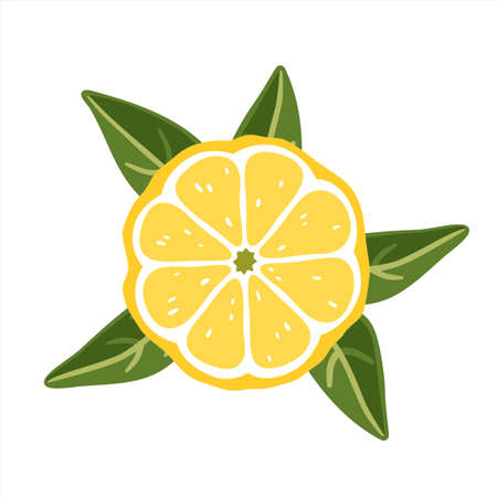 Lemon slice with leaves on a white background. Vector illustrationのイラスト素材
