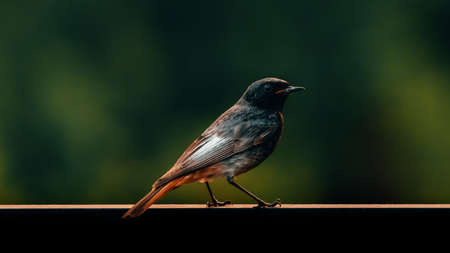 Black and White Bird