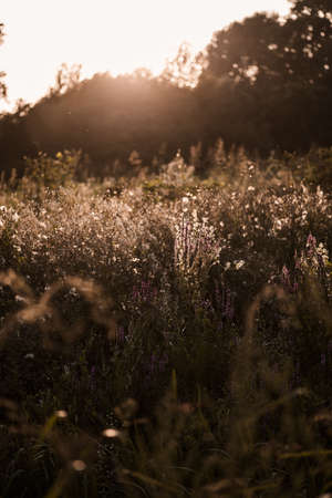 Wild flowers in the meadow at sunset. Selective focus.の写真素材