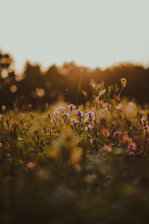 Sunset in the field with wildflowers. Selective focus.の写真素材