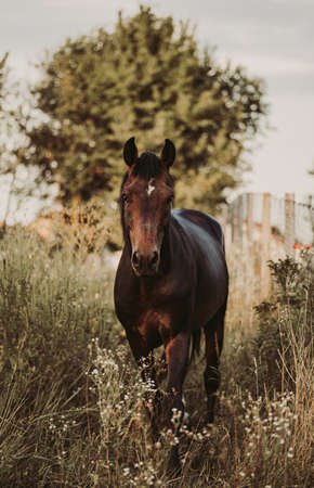 Horse in the meadow at sunset. Portrait of a horse.の写真素材