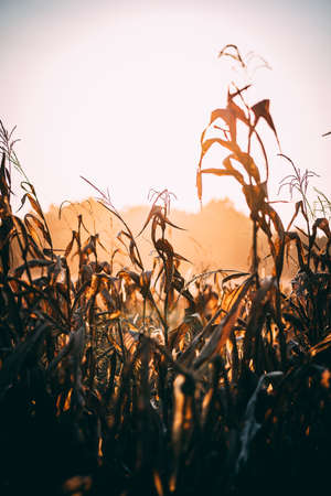 Dry corn in the field at sunset. Selective focus.の写真素材