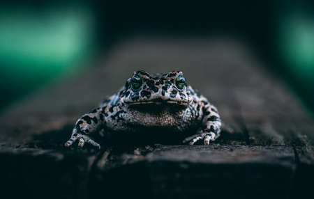 Close-up of a frog sitting on a wooden surface in the forestの写真素材
